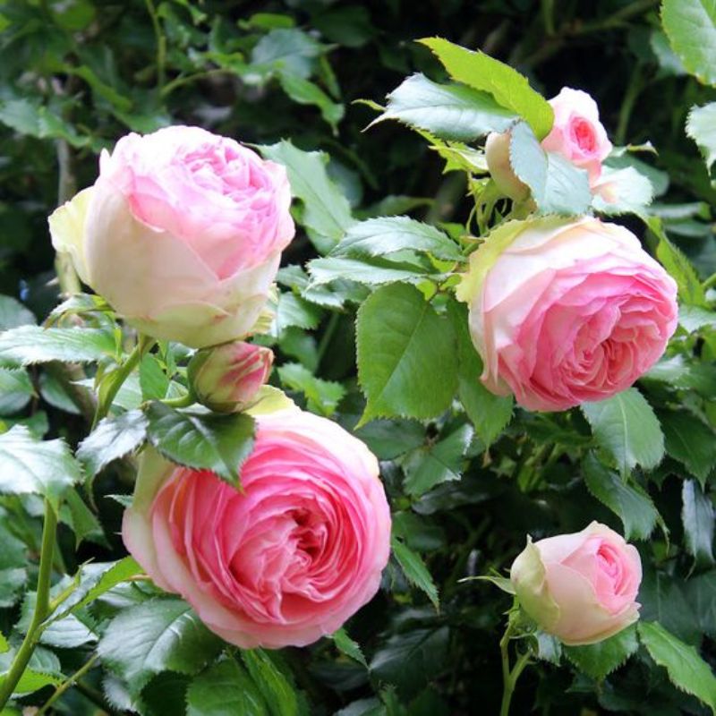 Hoa hồng màu hồng - loài hoa mang ý nghĩa xin lỗi