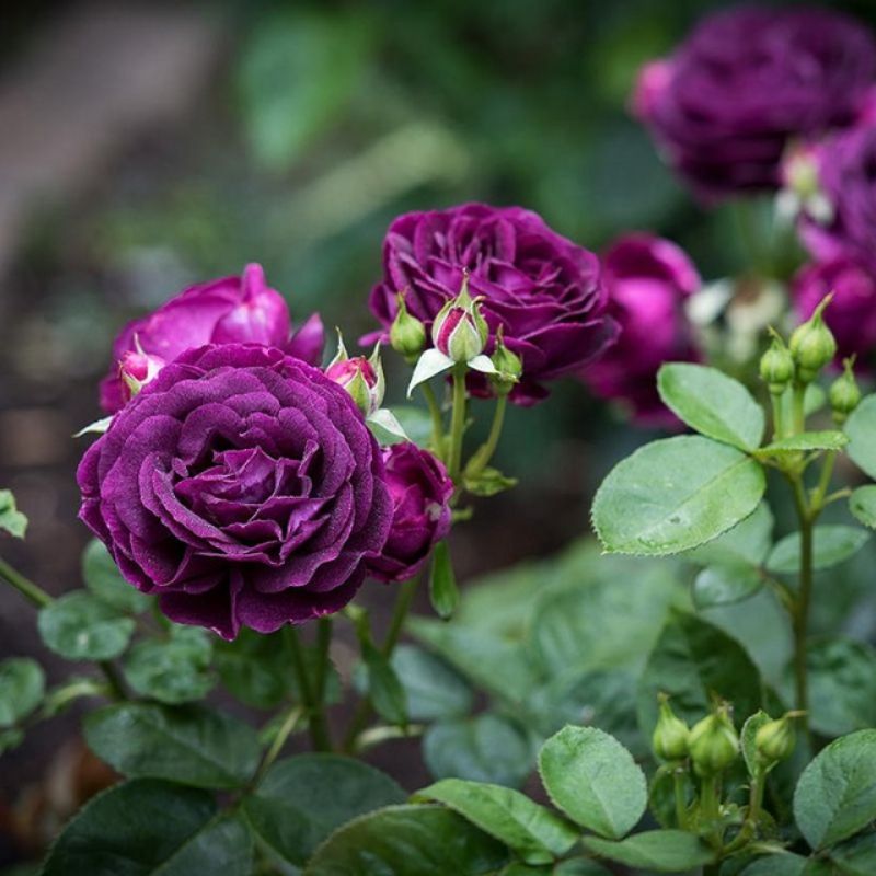 Hoa hồng tím vô cùng cuốn hút