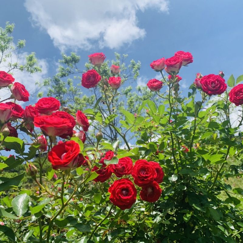 Vườn hoa hồng đỏ dưới bầu trời trong xanh