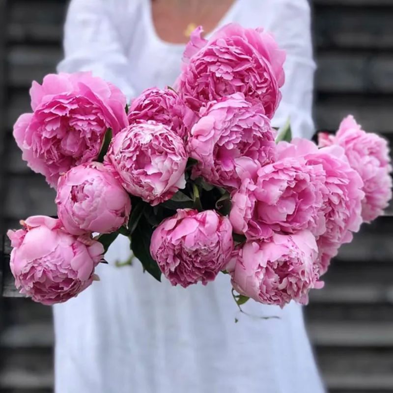 Hoa mẫu đơn hồng đẹp say đắm lòng người
