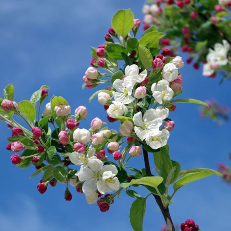 Hoa táo - loài hoa mang ý nghĩa bình yên