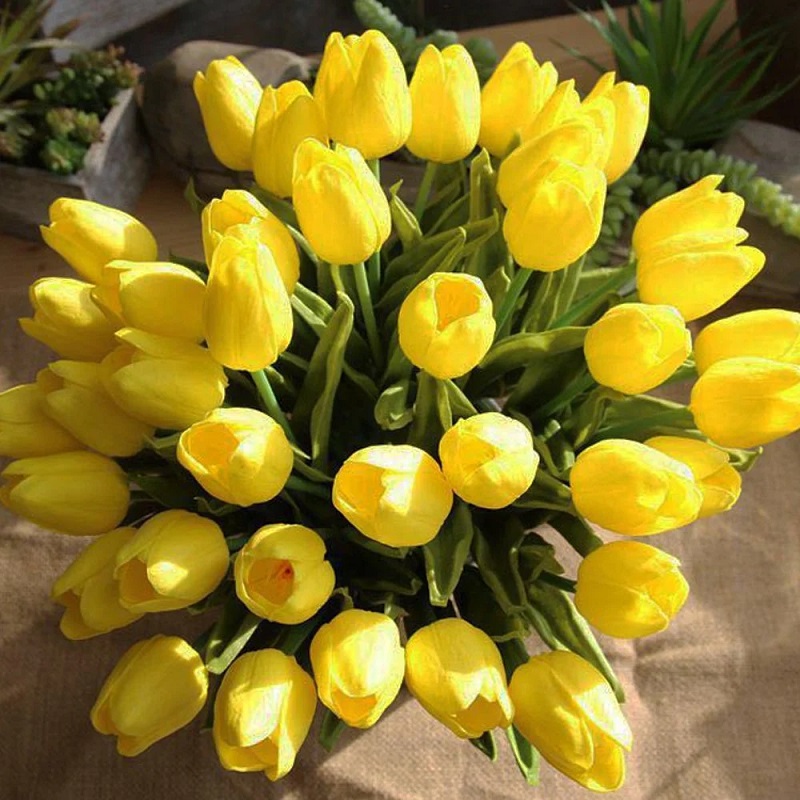 Hoa tulip vàng cực kỳ rạng rỡ