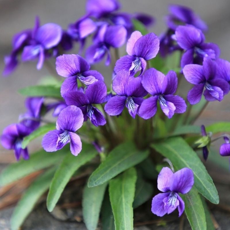 Hoa violet xinh đẹp