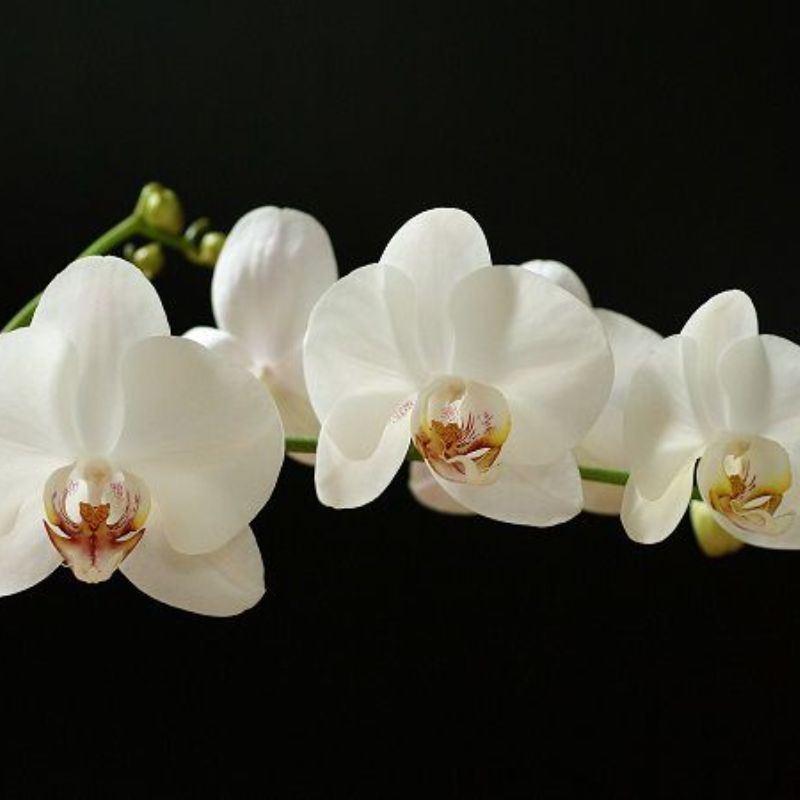 Hoa lan trắng thuần khiết