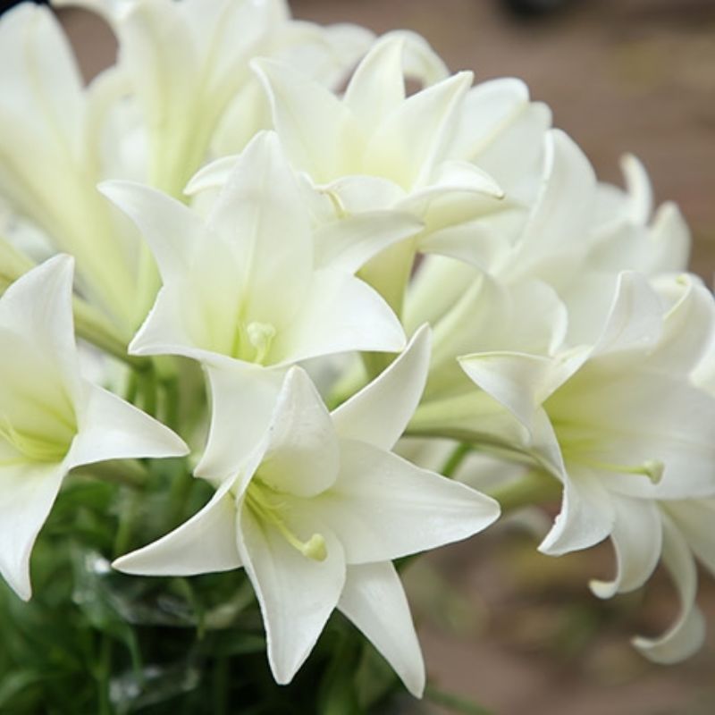 Hoa loa kèn trắng đầy tinh khiết