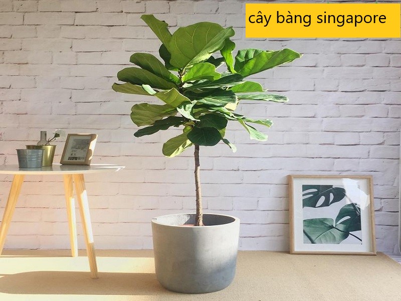 Khám phá về tác dụng và ý nghĩa phong thủy cây bàng singapore là gì?