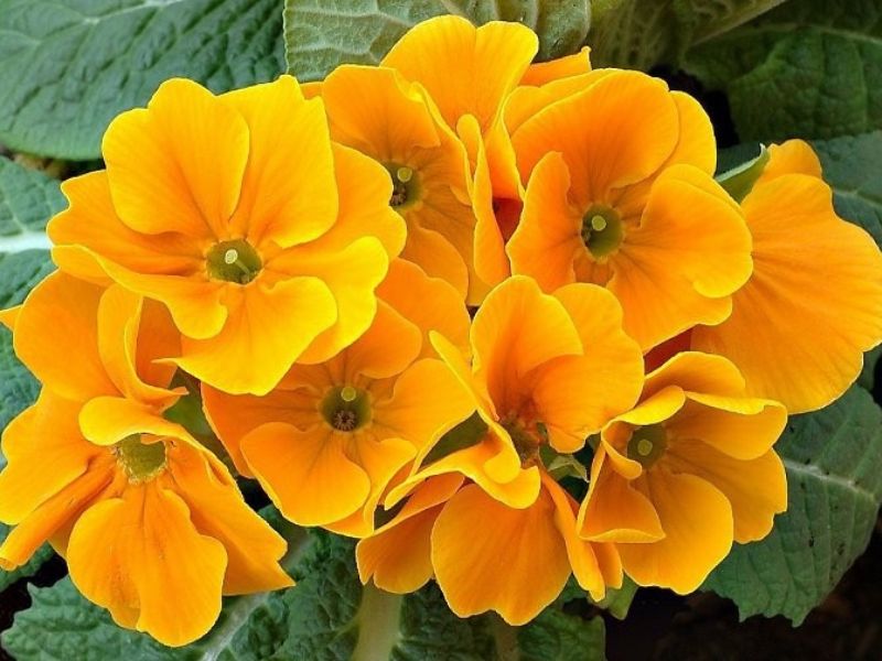 Hoa anh thảo màu vàng cam tuyệt đẹp