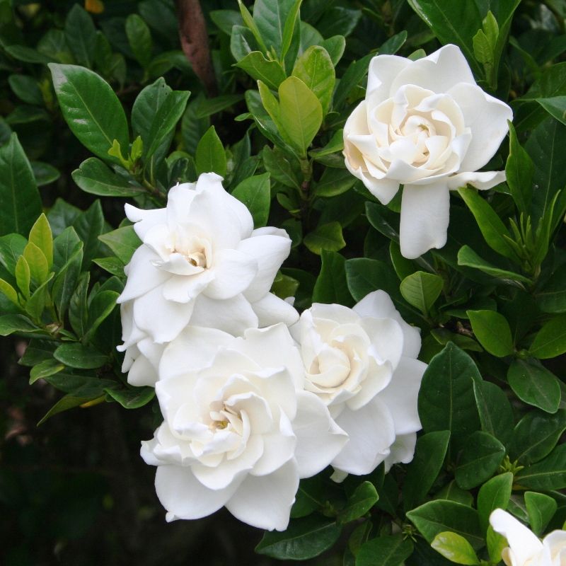 Hoa bạch thiên hương với màu trắng thuần khiết
