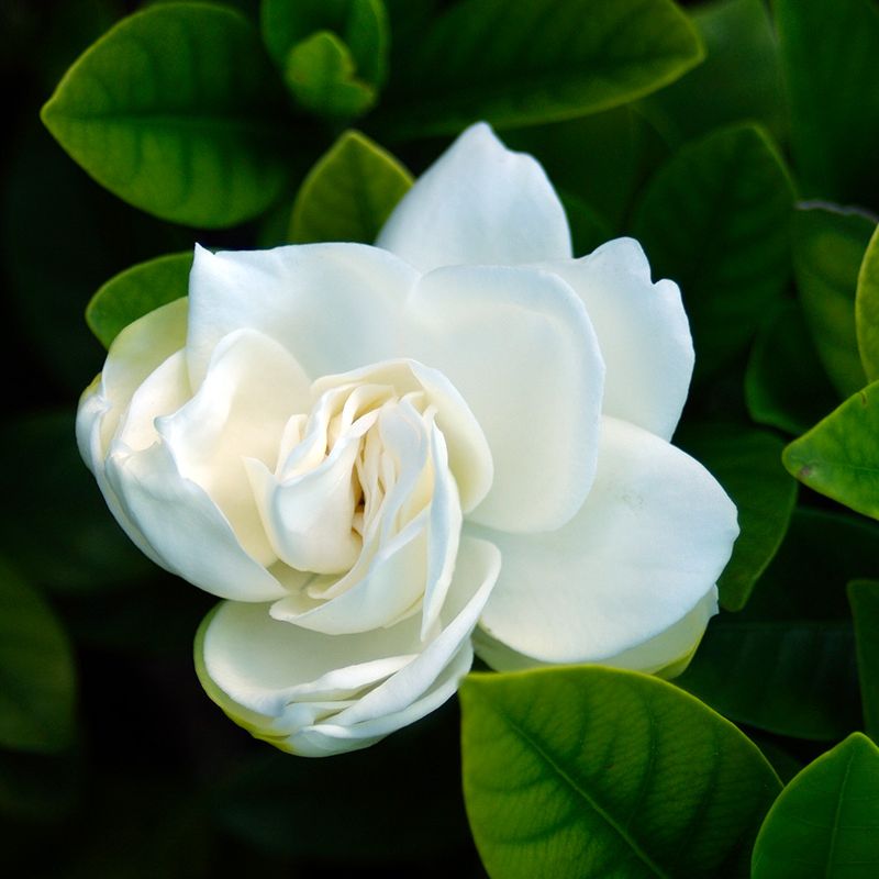 Hoa bạch thiên hương trắng tinh khiết và sang trọng