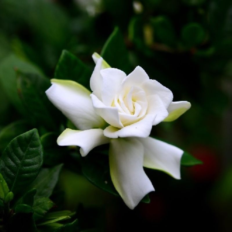 Hoa bạch thiên hương được dùng làm hoa cưới