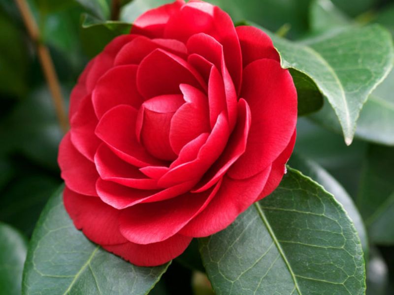 Hoa trà đỏ tượng trưng cho tình yêu say đắm