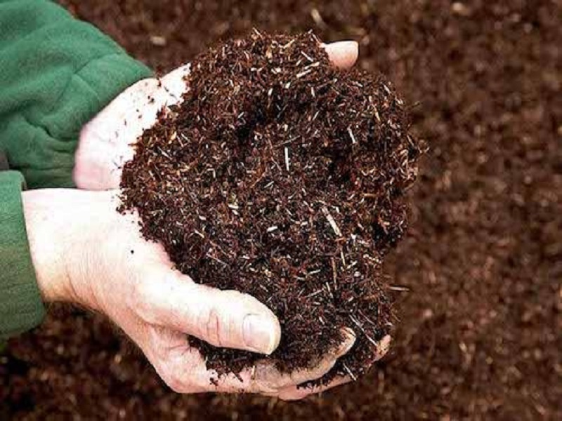 Tham khảo các cách trộn đất trồng sen đá đơn giản nhất tại nhà