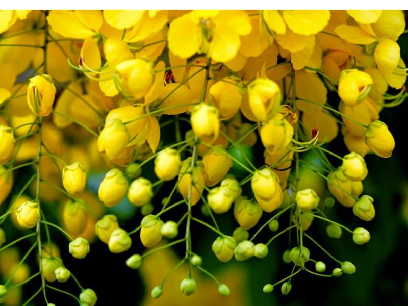 Hình ảnh hoa bò cạp vàng