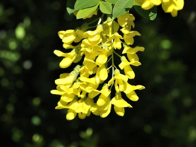 Tác dụng của hoa bò cạp vàng đối với sức khỏe