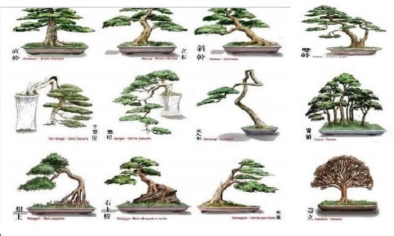 72 thế cây cảnh bonsai đẹp nhất Việt Nam dành cho dân chơi