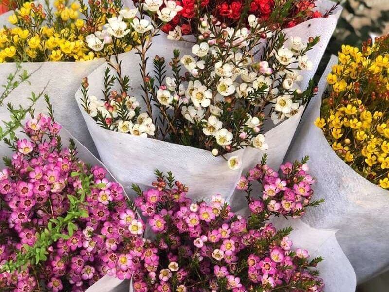 Hoa thanh liễu với đủ màu sắc khác nhau