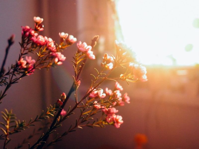 Hoa thanh liễu rạng ngời dưới ánh nắng