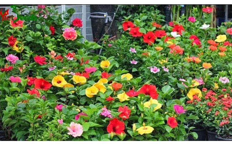 Ý nghĩa hoa dâm bụt và hướng dẫn trồng hoa đơn giản tại nhà