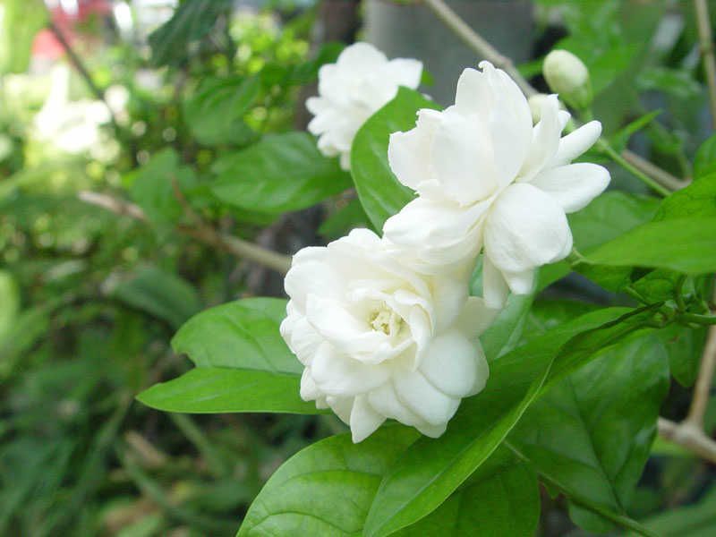 Hoa nhài có nguồn gốc từ phía Nam khu vực Đông Nam Á