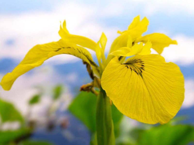 Hoa iris màu vàng rực rỡ