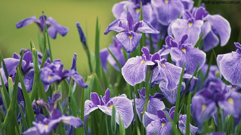Tìm hiểu ý nghĩa hoa diên vĩ (Hoa Iris) có gì đặc biệt?
