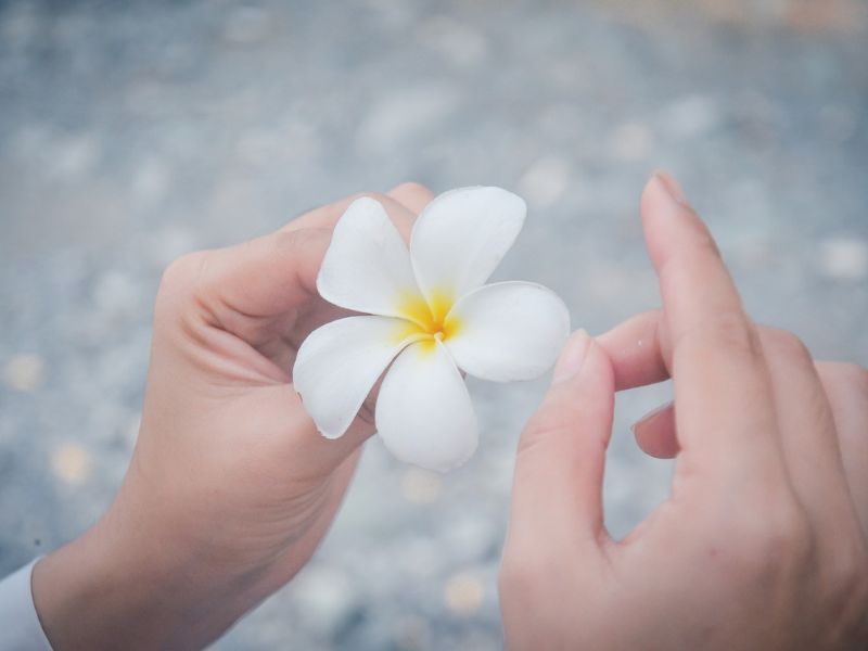 Bông hoa sứ trắng