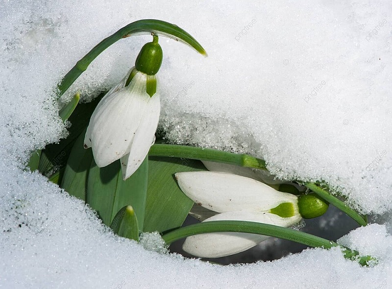 Hoa giọt tuyết trong tuyết
